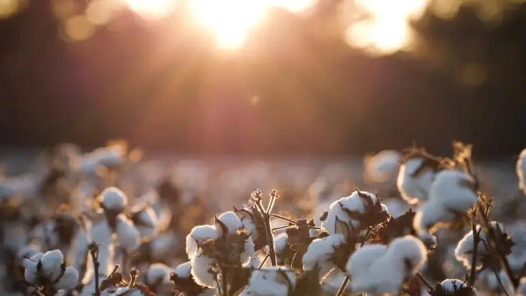 cotton testimonial video