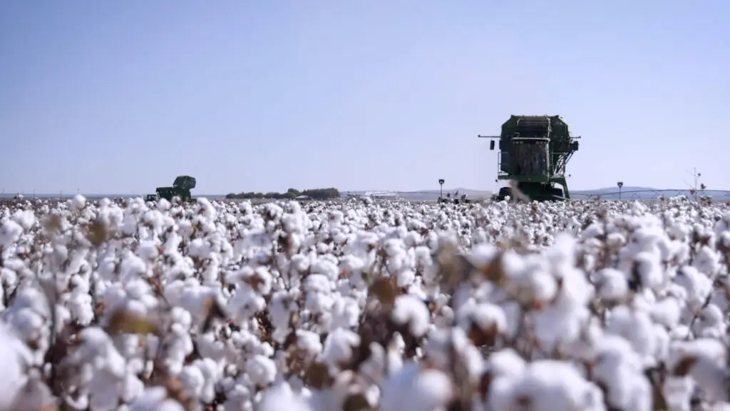 phyto-cotton-west-texas-_0000_Layer 12