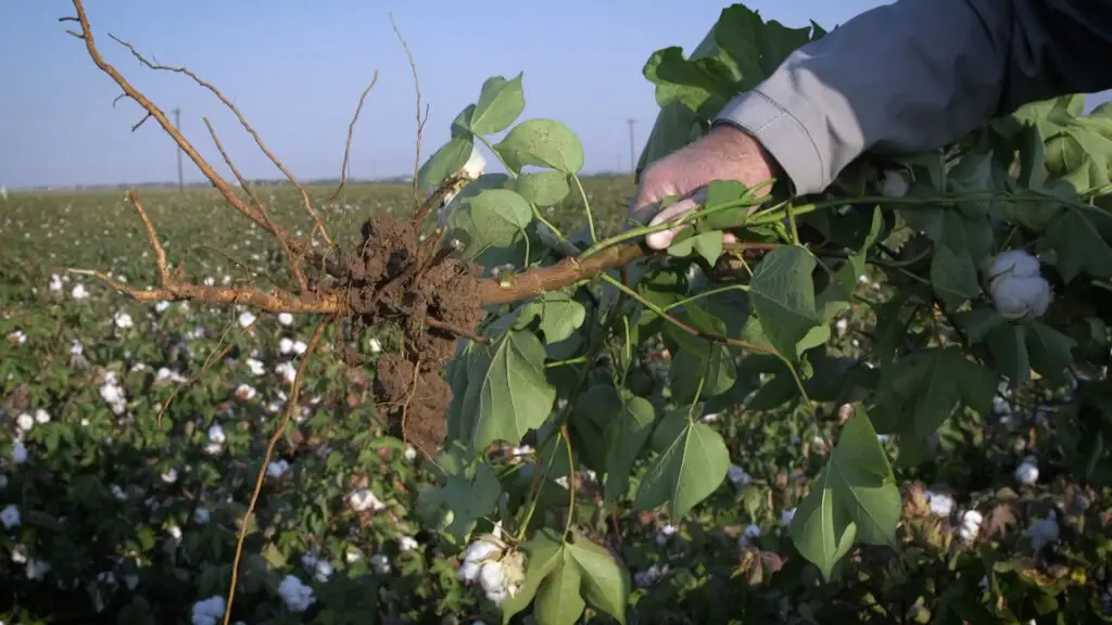 phyto-cotton-west-texas-_0002_Layer 10