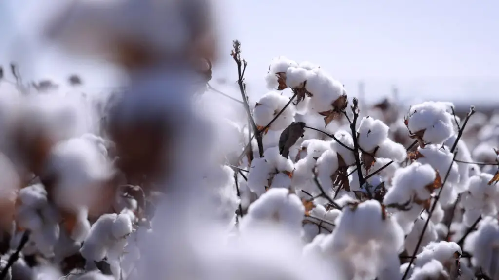 phyto-cotton-west-texas-_0005_Layer 7